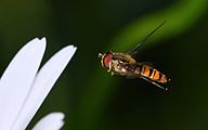 Marmalade Fly (male, Episyrphus balteatus)